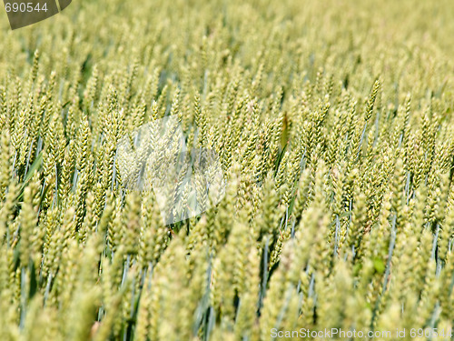 Image of Young wheat field