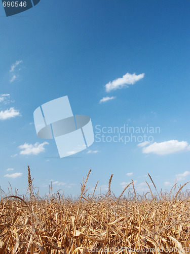Image of Dry corn field