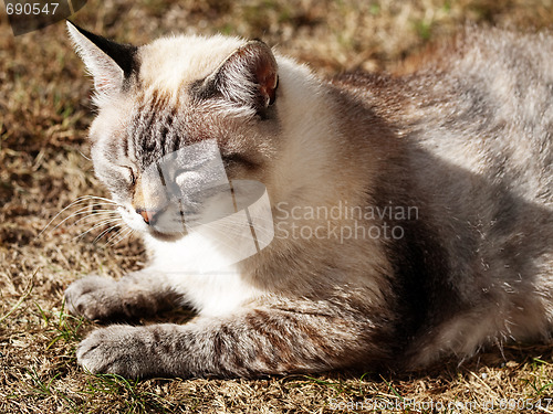 Image of Resting cat