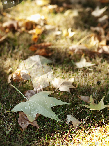 Image of Autumn leaves