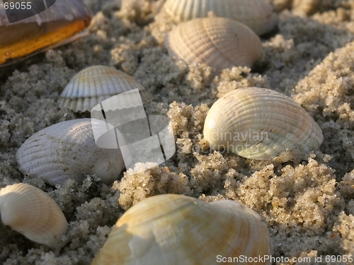 Image of shells