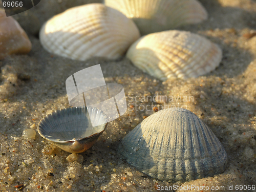 Image of shells