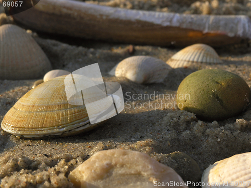 Image of shells