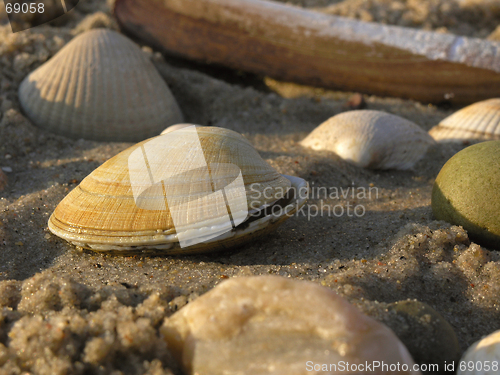 Image of shells