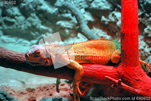 Image of Lizard On Red