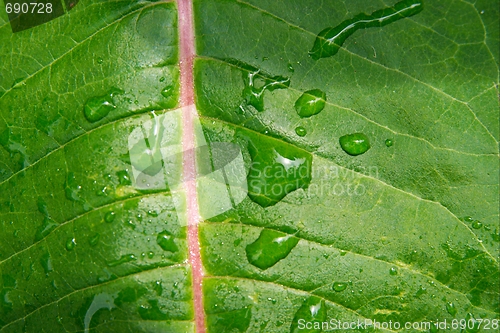 Image of Leaf