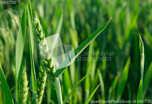 Image of Wheat