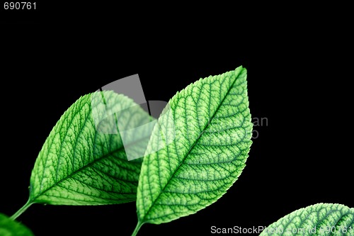 Image of Leaves