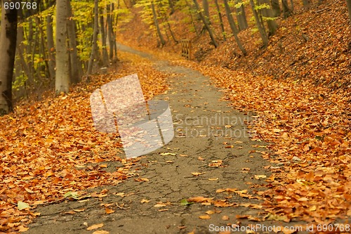 Image of Autumn path