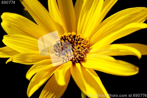 Image of Flower