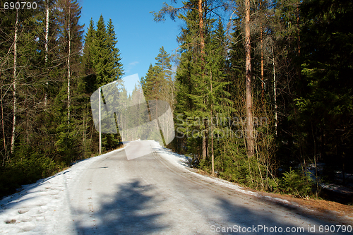 Image of Forest