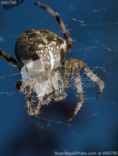 Image of Spider