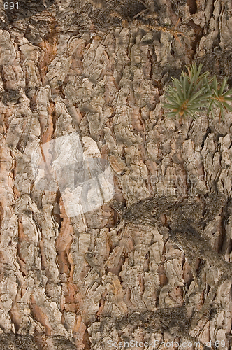 Image of Red Pine Bark