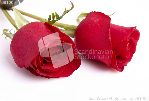 Image of Two red roses