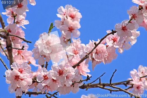 Image of cherry blossom
