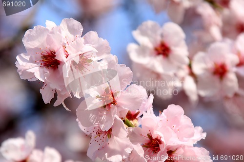 Image of cherry blossom