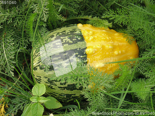 Image of Decorative pumpkin