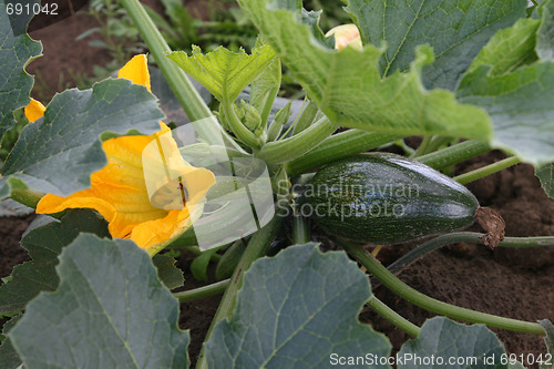 Image of Little marrow type pumpkin and flower.