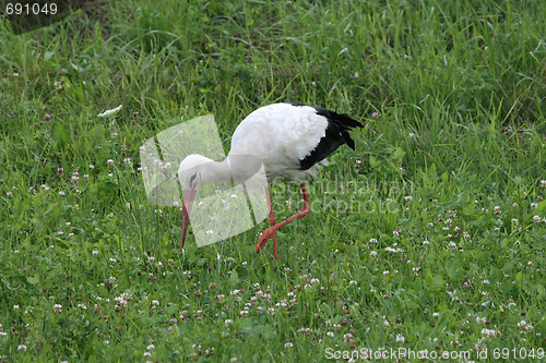 Image of Stork 2