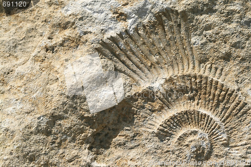 Image of Ammonite fossil