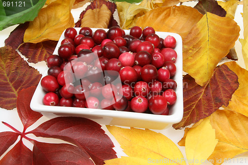 Image of Cranberries.