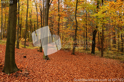 Image of Fall forest.