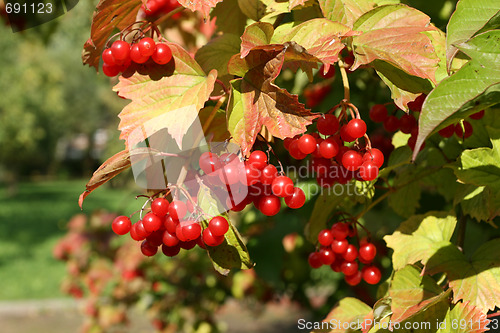 Image of European Cranberrybush