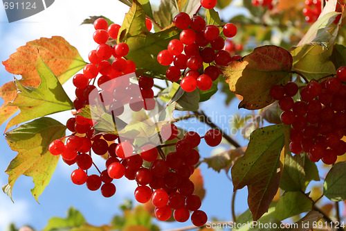 Image of Viburnum Opulus