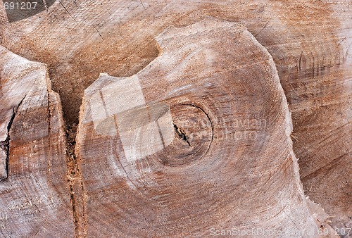 Image of Trunk