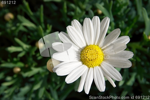 Image of Flower