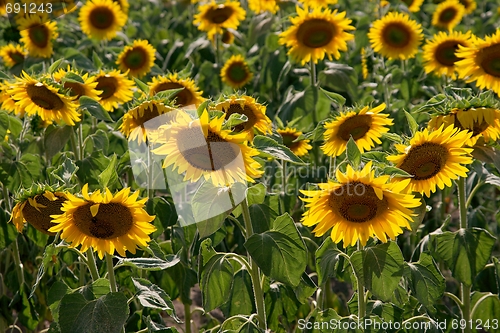 Image of Sunflowers