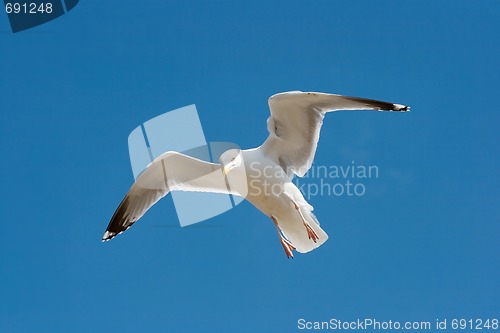 Image of Seagull