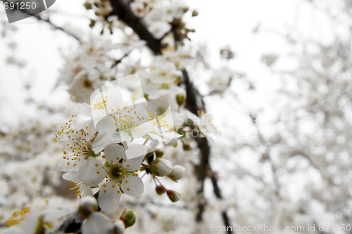 Image of Spring flowers