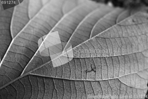 Image of Leaf