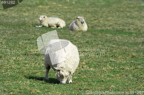 Image of sheep