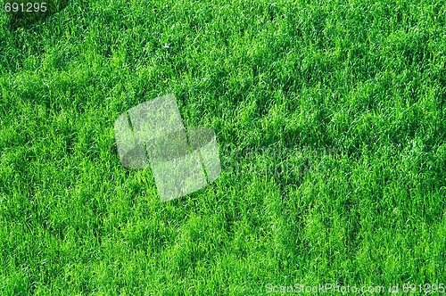 Image of Grass