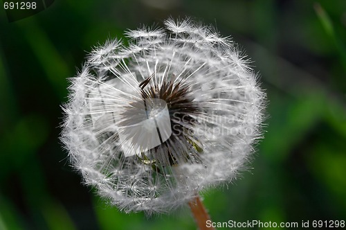 Image of Dandelion