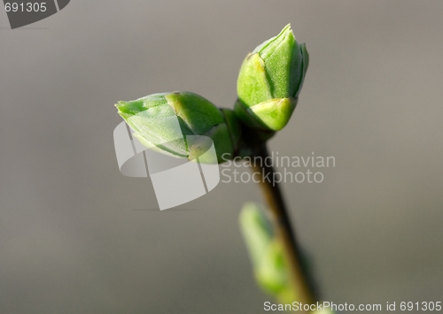 Image of Buds