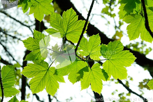 Image of Leaves