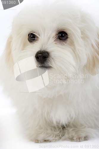 Image of bichon maltese looking away