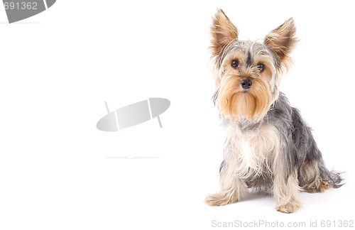 Image of Yorkshire Terrier with copyspace