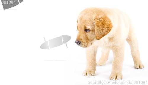 Image of curious Puppy Labrador retriever cream