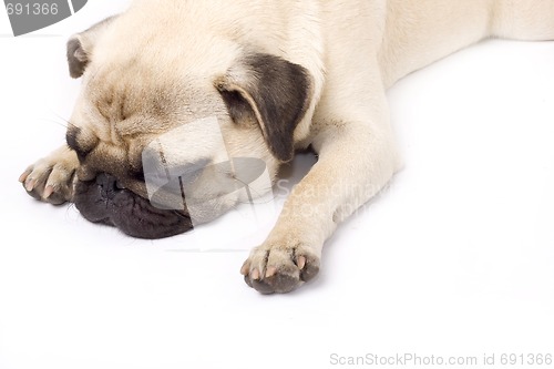 Image of A pouting pug, isolated on white