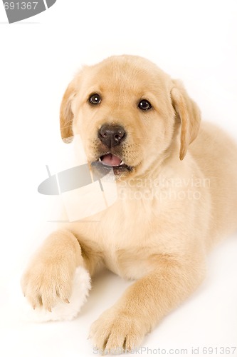 Image of labrador puppy on white background