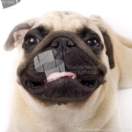 Image of Studio Portrait of a  Pug puppy