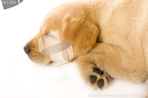 Image of sleepy Puppy Labrador retriever cream