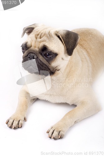 Image of picture of a pug seated on the ground 