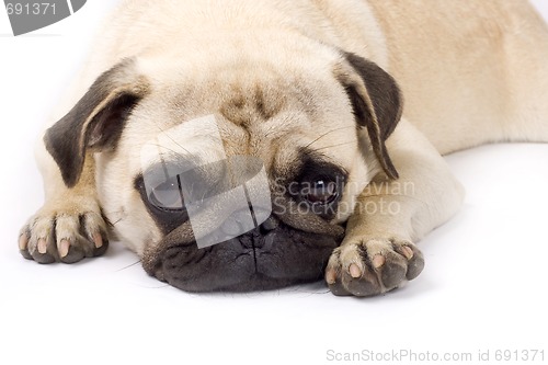 Image of picture of a sleepy pug on a white background