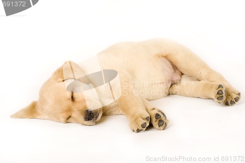 Image of Sleeping Labrador retriever puppy
