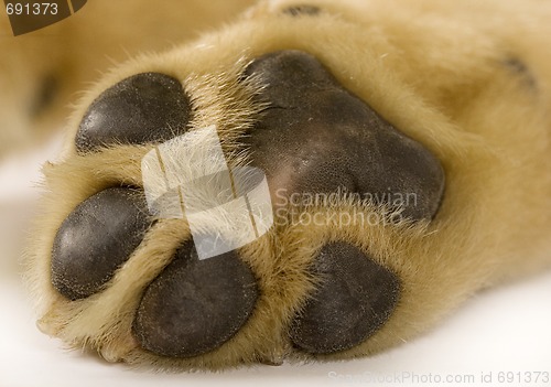 Image of puppy labrador paw